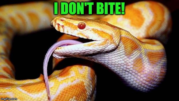 high af snake |  I DON'T BITE! | image tagged in high af snake | made w/ Imgflip meme maker