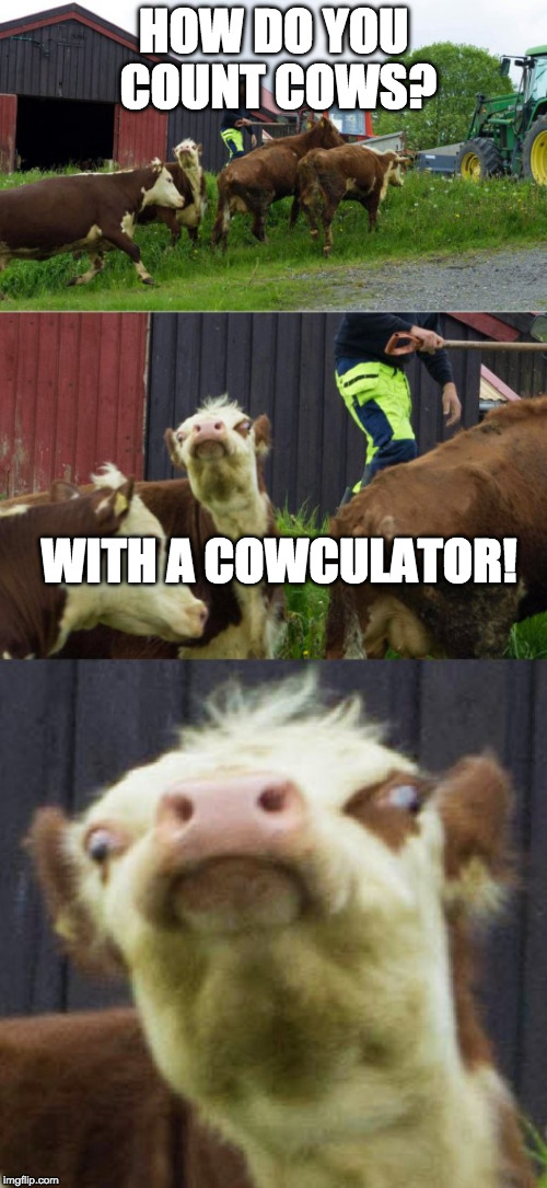 How many Bad pun cows?  | HOW DO YOU COUNT COWS? WITH A COWCULATOR! | image tagged in bad pun cow,math,bad pun dog,bad pun,iwanttobebacon | made w/ Imgflip meme maker