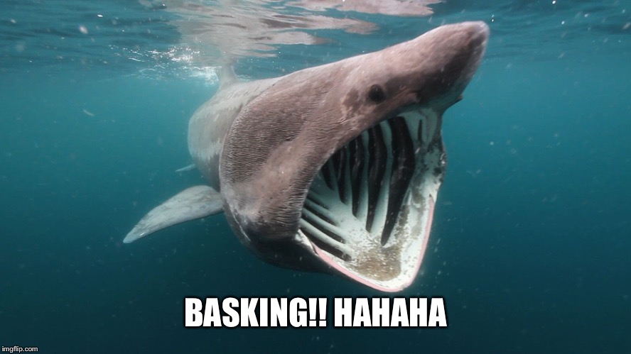 BASKING!! HAHAHA | made w/ Imgflip meme maker