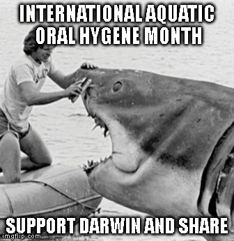 #SimplyEffinAstoundingMemes | INTERNATIONAL AQUATIC ORAL HYGENE MONTH; SUPPORT DARWIN AND SHARE | image tagged in shark,darwin,simplyeffinastounding | made w/ Imgflip meme maker