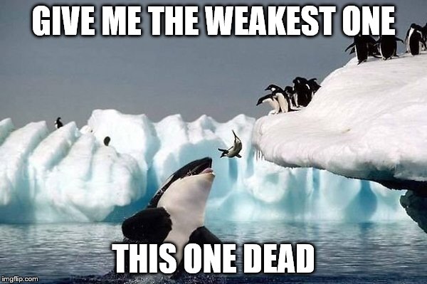 Killer whale | GIVE ME THE WEAKEST ONE; THIS ONE DEAD | image tagged in killer whale | made w/ Imgflip meme maker