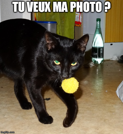 TU VEUX MA PHOTO ? | image tagged in cat hungry bad pepsi | made w/ Imgflip meme maker