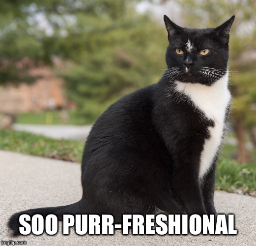 SOO PURR-FRESHIONAL | made w/ Imgflip meme maker