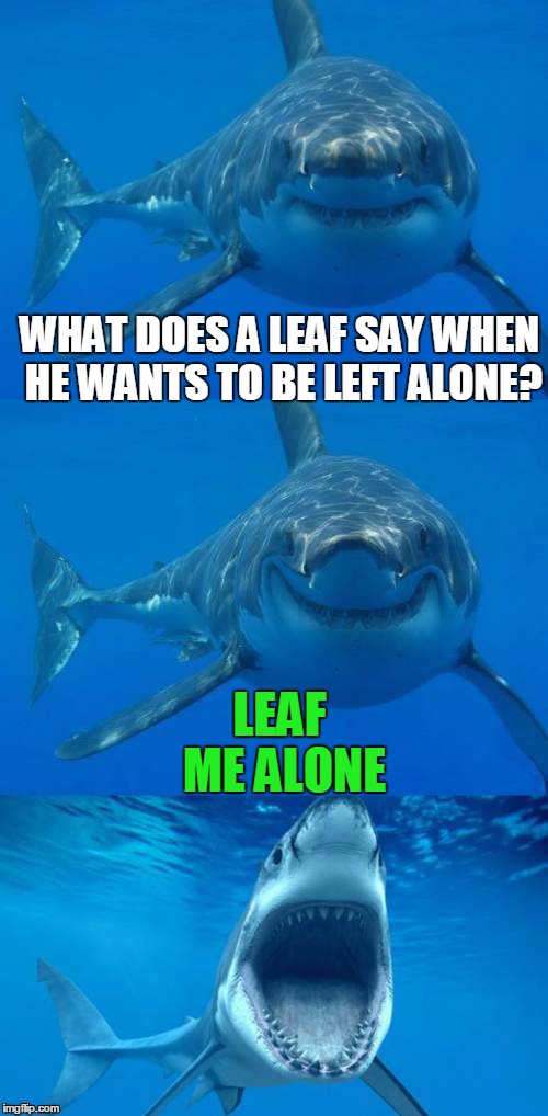 Bad Shark Pun(BSP) | WHAT DOES A LEAF SAY WHEN HE WANTS TO BE LEFT ALONE? LEAF ME ALONE | image tagged in bad shark pun | made w/ Imgflip meme maker