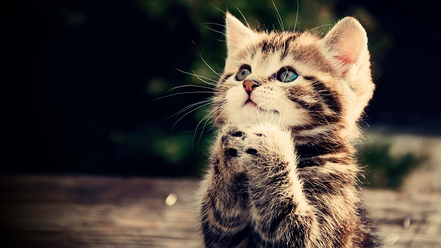 Kitten Pray for Geelong Cats Win Over Hawthorn Blank Meme Template