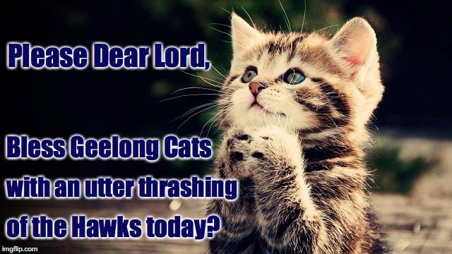 Kitten Pray for Geelong Cats Win Over Hawthorn | Please Dear Lord, Bless Geelong Cats; with an utter thrashing; of the Hawks today? | image tagged in kitten pray for geelong cats win over hawthorn | made w/ Imgflip meme maker