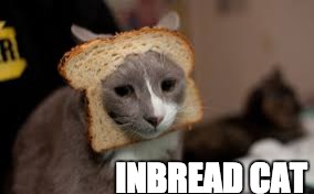 INBREAD CAT | image tagged in cat,bread | made w/ Imgflip meme maker