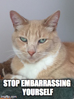 Cat Advice | STOP EMBARRASSING YOURSELF | image tagged in funny memes | made w/ Imgflip meme maker