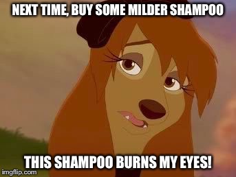 Next Time, Buy Some Milder Shampoo! | NEXT TIME, BUY SOME MILDER SHAMPOO; THIS SHAMPOO BURNS MY EYES! | image tagged in dixie melancholy,memes,disney,the fox and the hound 2,reba mcentire,dog | made w/ Imgflip meme maker