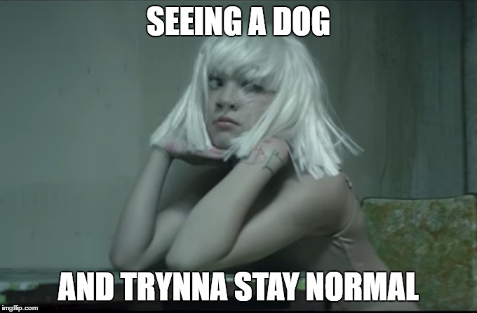 seeing a dog | SEEING A DOG; AND TRYNNA STAY NORMAL | image tagged in dog,normal,sia,memes,don't judge me,seeing a dog | made w/ Imgflip meme maker