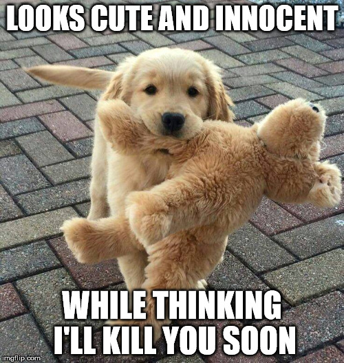 LOOKS CUTE AND INNOCENT; WHILE THINKING I'LL KILL YOU SOON | image tagged in cute puppies,will kill you | made w/ Imgflip meme maker