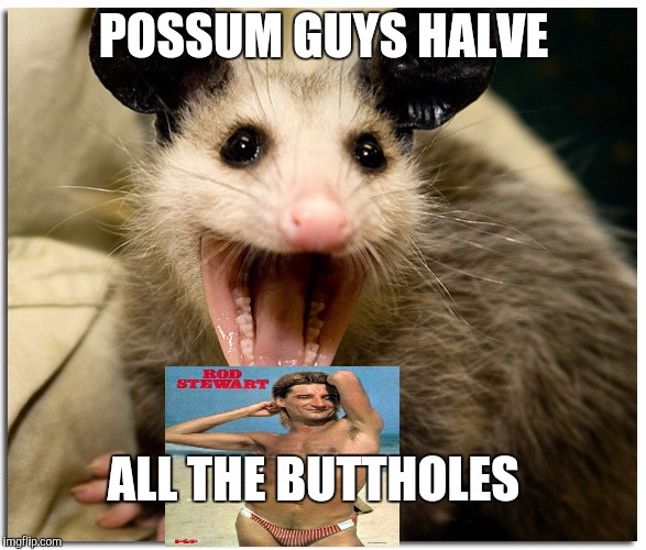 Awesome Possum | POSSUM GUYS HALVE; ALL THE BUTTHOLES | image tagged in awesome possum | made w/ Imgflip meme maker