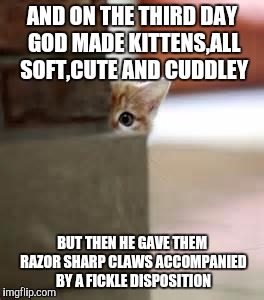 kitten | AND ON THE THIRD DAY GOD MADE KITTENS,ALL SOFT,CUTE AND CUDDLEY; BUT THEN HE GAVE THEM RAZOR SHARP CLAWS ACCOMPANIED BY A FICKLE DISPOSITION | image tagged in kitten | made w/ Imgflip meme maker