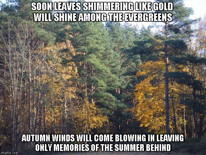 Autumn Winds | SOON LEAVES SHIMMERING LIKE GOLD
 WILL SHINE AMONG THE EVERGREENS; AUTUMN WINDS WILL COME BLOWING IN
LEAVING ONLY MEMORIES OF THE SUMMER BEHIND | image tagged in autumn,evergreens,memories,summer | made w/ Imgflip meme maker