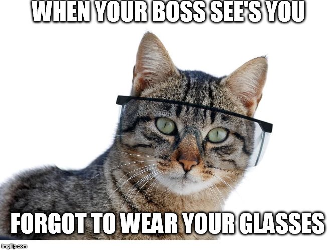 Safety Cat | WHEN YOUR BOSS SEE'S YOU; FORGOT TO WEAR YOUR GLASSES | image tagged in safety cat | made w/ Imgflip meme maker