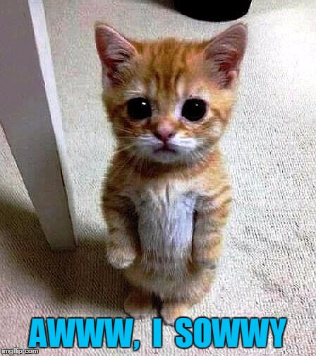 AWWW,  I  SOWWY | image tagged in kitty | made w/ Imgflip meme maker