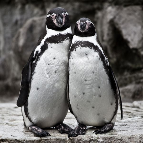 High Quality penguin couple posing Blank Meme Template