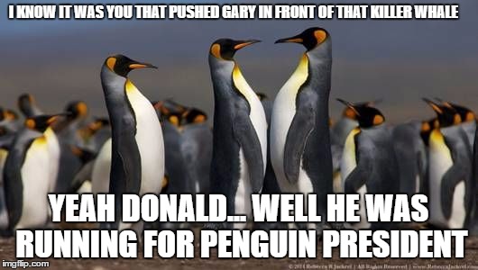Political Penguins  | I KNOW IT WAS YOU THAT PUSHED GARY IN FRONT OF THAT KILLER WHALE; YEAH DONALD... WELL HE WAS RUNNING FOR PENGUIN PRESIDENT | image tagged in penguin,killer whale | made w/ Imgflip meme maker