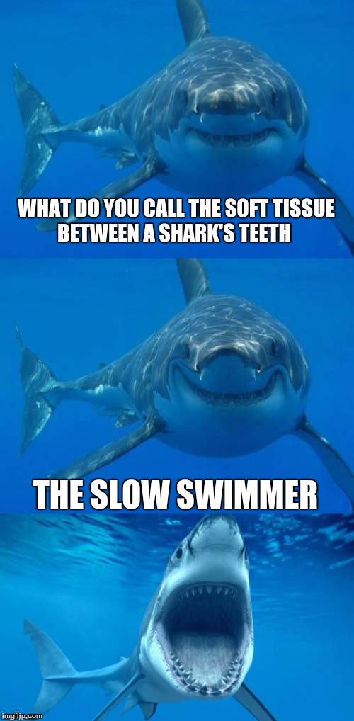 Bad Shark Pun  | WHAT DO YOU CALL THE SOFT TISSUE BETWEEN A SHARK'S TEETH; THE SLOW SWIMMER | image tagged in bad shark pun | made w/ Imgflip meme maker