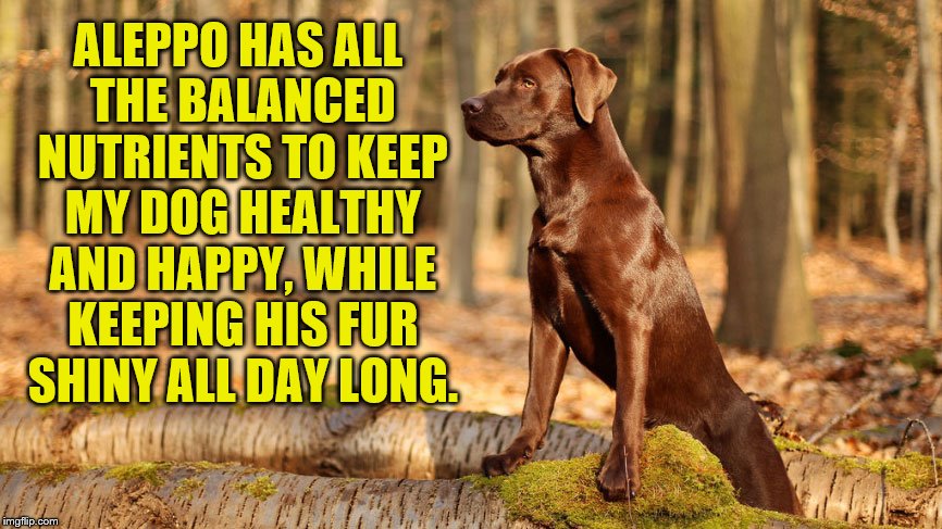 ALEPPO - The #1 choice for dog owners. | ALEPPO HAS ALL THE BALANCED NUTRIENTS TO KEEP MY DOG HEALTHY AND HAPPY, WHILE KEEPING HIS FUR SHINY ALL DAY LONG. | image tagged in aleppo | made w/ Imgflip meme maker
