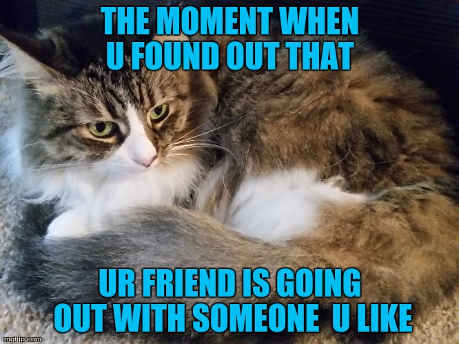 Fluffy cat | THE MOMENT WHEN U FOUND OUT THAT; UR FRIEND IS GOING OUT WITH SOMEONE 
U LIKE | image tagged in fluffy cat | made w/ Imgflip meme maker