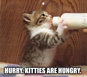 HURRY. KITTIES ARE HUNGRY. | made w/ Imgflip meme maker