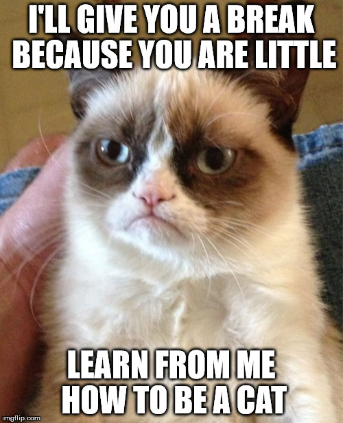 Grumpy Cat Meme | I'LL GIVE YOU A BREAK BECAUSE YOU ARE LITTLE LEARN FROM ME HOW TO BE A CAT | image tagged in memes,grumpy cat | made w/ Imgflip meme maker