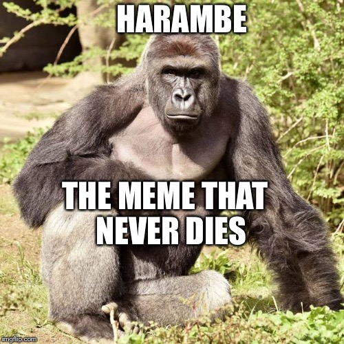 HARAMBE; THE MEME THAT
 NEVER DIES | image tagged in harambe | made w/ Imgflip meme maker