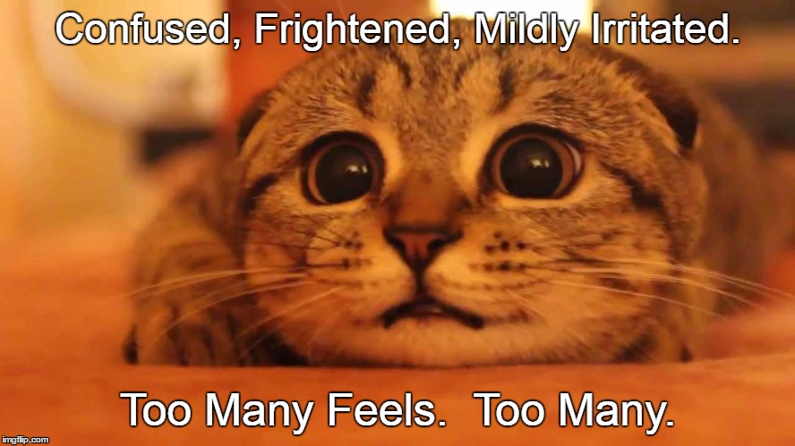 Too Many Feels | Confused, Frightened, Mildly Irritated. Too Many Feels.  Too Many. | image tagged in too many feels | made w/ Imgflip meme maker