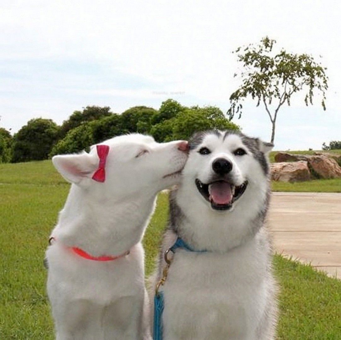 Dog kisses gif