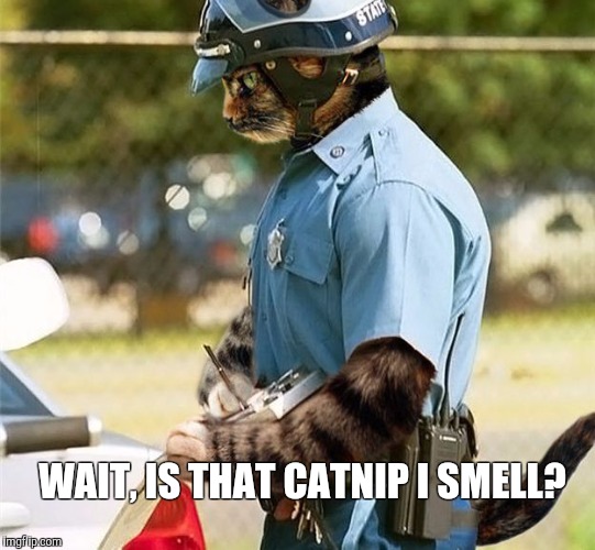 WAIT, IS THAT CATNIP I SMELL? | image tagged in cats | made w/ Imgflip meme maker