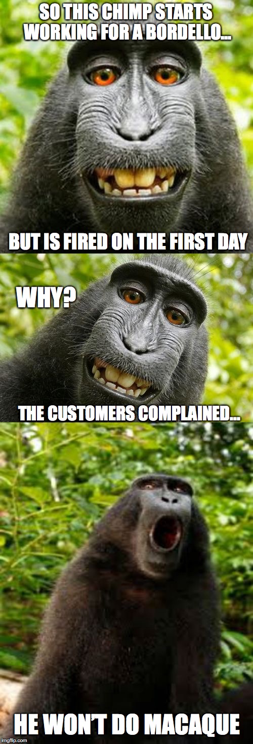bad pun monkey | SO THIS CHIMP STARTS WORKING FOR A BORDELLO... BUT IS FIRED ON THE FIRST DAY; WHY? THE CUSTOMERS COMPLAINED... HE WON’T DO MACAQUE | image tagged in bad pun monkey | made w/ Imgflip meme maker