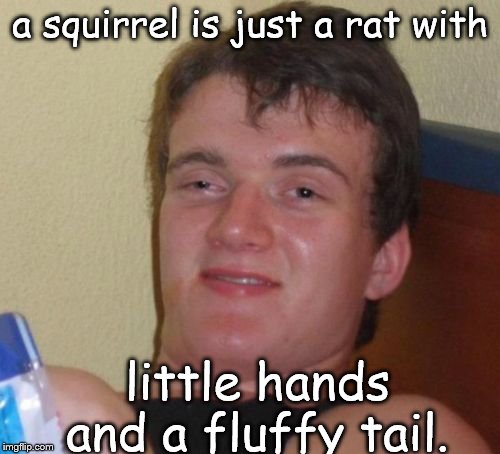 10 Guy Meme | a squirrel is just a rat with; little hands and a fluffy tail. | image tagged in memes,10 guy | made w/ Imgflip meme maker
