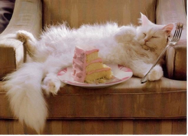 High Quality Birthday Fat Cat Blank Meme Template