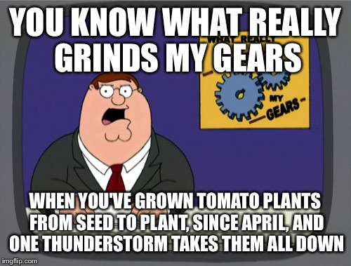 Peter Griffin News | YOU KNOW WHAT REALLY GRINDS MY GEARS; WHEN YOU'VE GROWN TOMATO PLANTS FROM SEED TO PLANT, SINCE APRIL, AND ONE THUNDERSTORM TAKES THEM ALL DOWN | image tagged in memes,peter griffin news | made w/ Imgflip meme maker