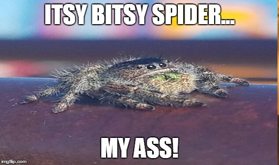 Reality... | ITSY BITSY SPIDER... MY ASS! | image tagged in spiders | made w/ Imgflip meme maker