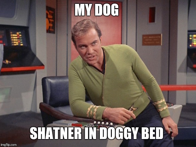 Bad doggy  | MY DOG; SHATNER IN DOGGY BED | image tagged in memes | made w/ Imgflip meme maker