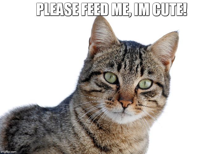 PLEASE FEED ME, IM CUTE! | made w/ Imgflip meme maker