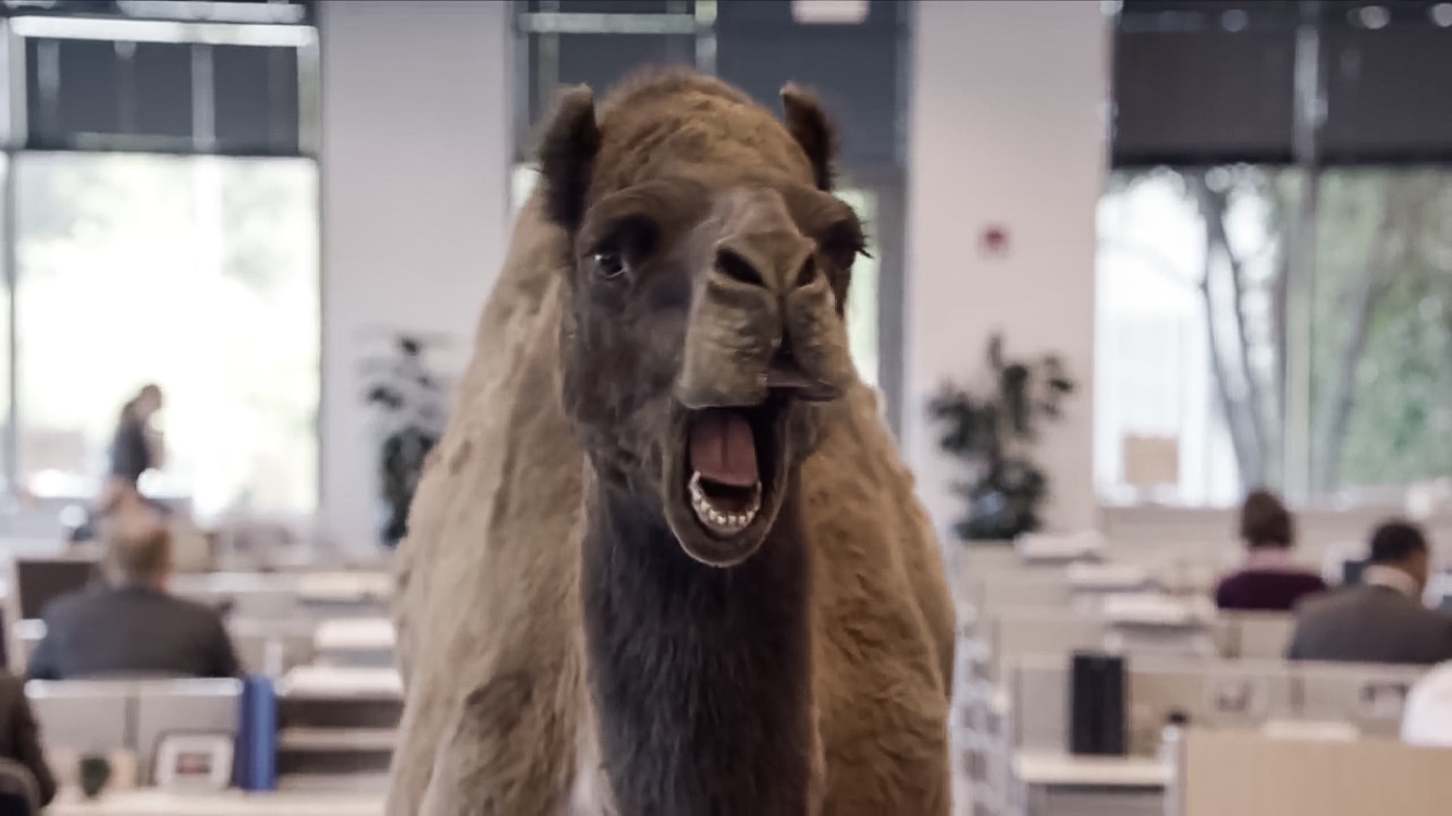 High Quality Hump day camel Blank Meme Template