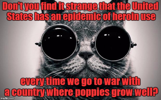 Morpheus Cat | Don't you find it strange that the United States has an epidemic of heroin use; every time we go to war with a country where poppies grow well? | image tagged in morpheus cat | made w/ Imgflip meme maker