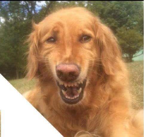 Crying smiling dog Blank Meme Template