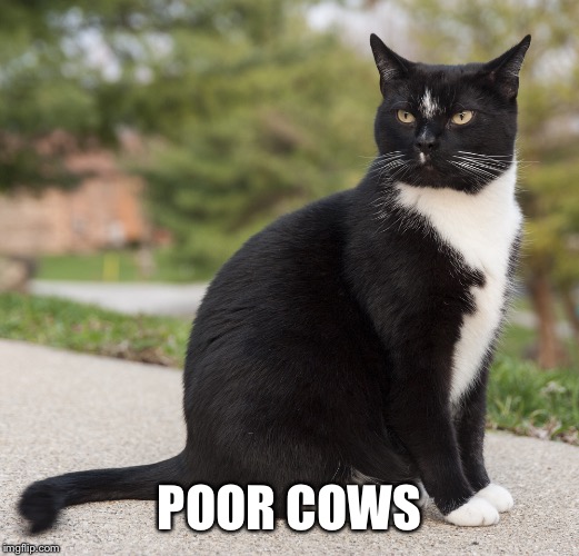 POOR COWS | made w/ Imgflip meme maker