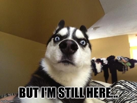 surprised dog | BUT I'M STILL HERE... | image tagged in surprised dog | made w/ Imgflip meme maker