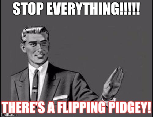Pokemon-Go | STOP EVERYTHING!!!!! THERE'S A FLIPPING PIDGEY! | image tagged in pokemon-go | made w/ Imgflip meme maker