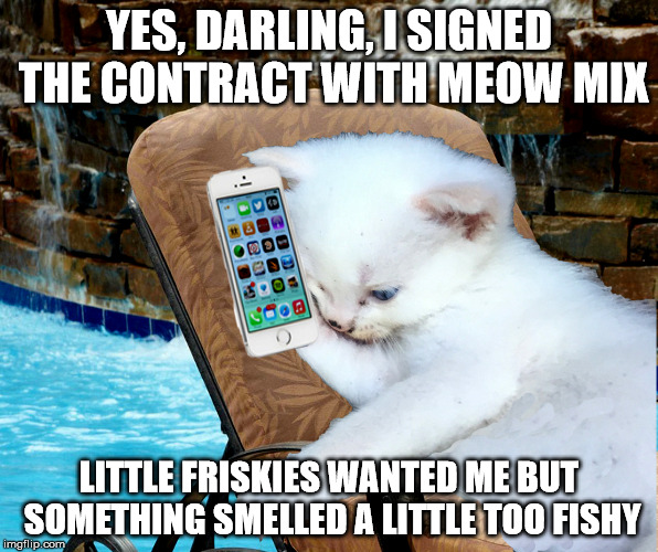 YES, DARLING, I SIGNED THE CONTRACT WITH MEOW MIX; LITTLE FRISKIES WANTED ME BUT SOMETHING SMELLED A LITTLE TOO FISHY | image tagged in funny cat memes | made w/ Imgflip meme maker
