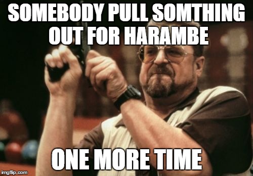 Am I The Only One Around Here | SOMEBODY PULL SOMTHING OUT FOR HARAMBE; ONE MORE TIME | image tagged in memes,am i the only one around here | made w/ Imgflip meme maker