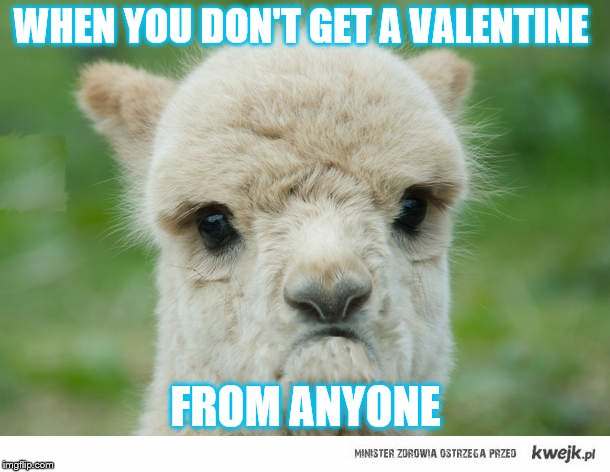 llamas | WHEN YOU DON'T GET A VALENTINE; FROM ANYONE | image tagged in llamas | made w/ Imgflip meme maker