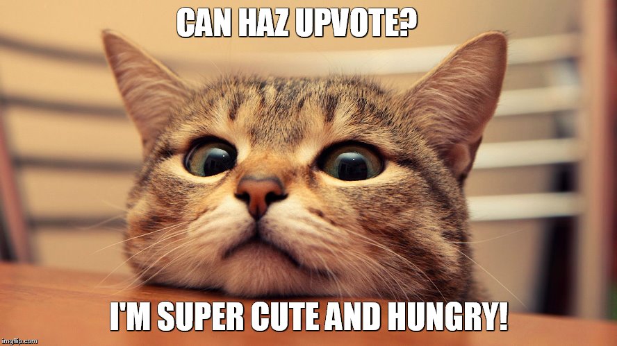CAN HAZ UPVOTE? I'M SUPER CUTE AND HUNGRY! | made w/ Imgflip meme maker