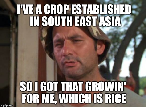 So I Got That Goin For Me Which Is Nice Meme | I'VE A CROP ESTABLISHED IN SOUTH EAST ASIA; SO I GOT THAT GROWIN' FOR ME, WHICH IS RICE | image tagged in memes,so i got that goin for me which is nice | made w/ Imgflip meme maker