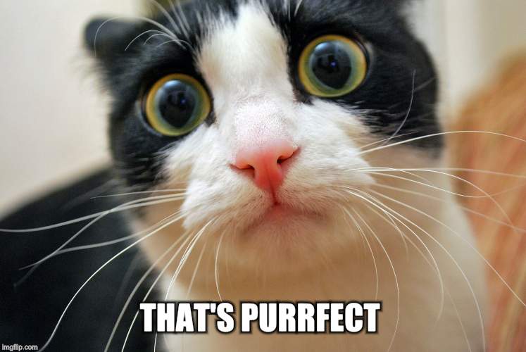 THAT'S PURRFECT | made w/ Imgflip meme maker